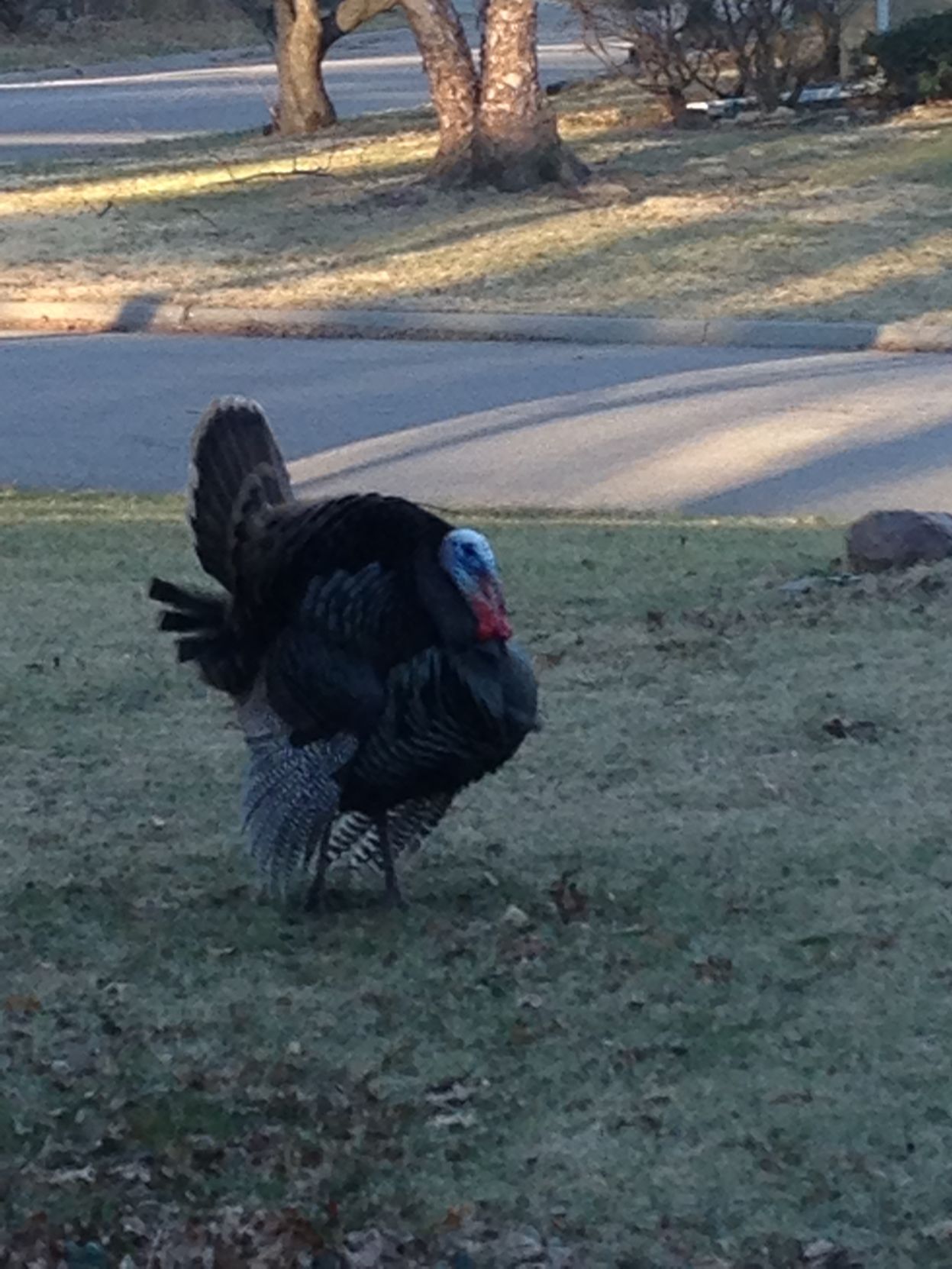 Turkey